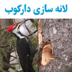 لانه سازی دارکوب