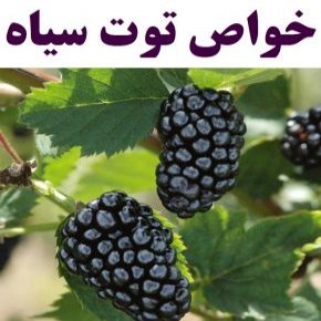خواص توت سیاه