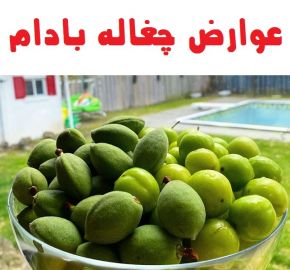 عوارض و مضرات چغاله بادام و نحوه نگهداری ، شستشو و خرید