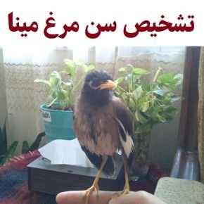 تشخیص سن مرغ مینا