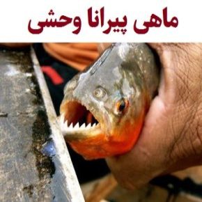 ماهی پیرانا وحشی