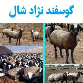 گوسفند شال