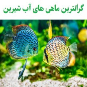 گرانترین ماهی های آب شیرین