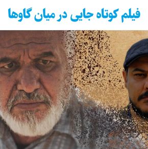 بیوگرافی بازیگران فیلم کوتاه جایی در میان گاوها [داستان]