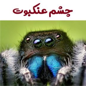 چشم عنکبوت