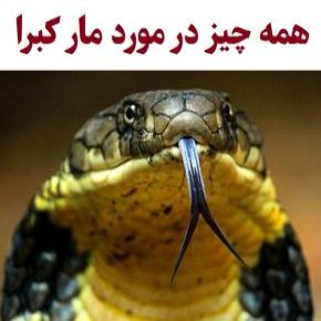 مار کبرا