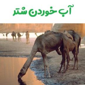 آب خوردن شتر